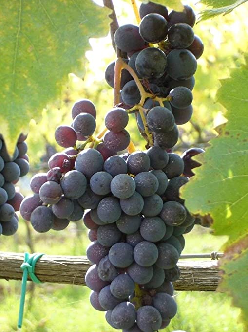 Juice aplenty from the Grape variety from ARI Pune