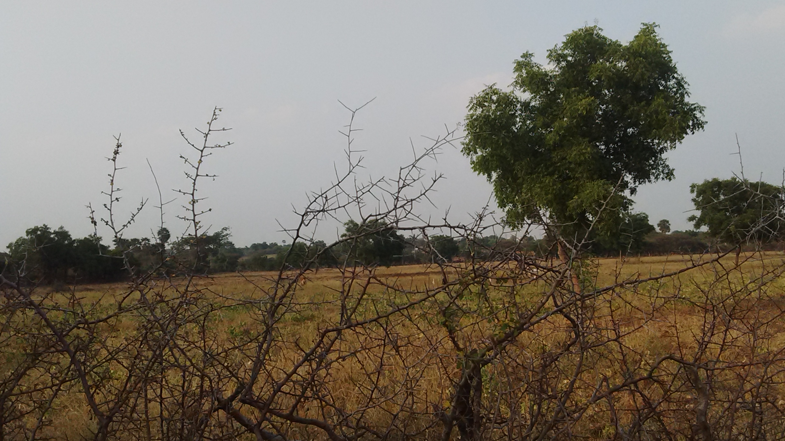 dryland farming