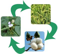 Crop Rotation - Definition & Organic weed management