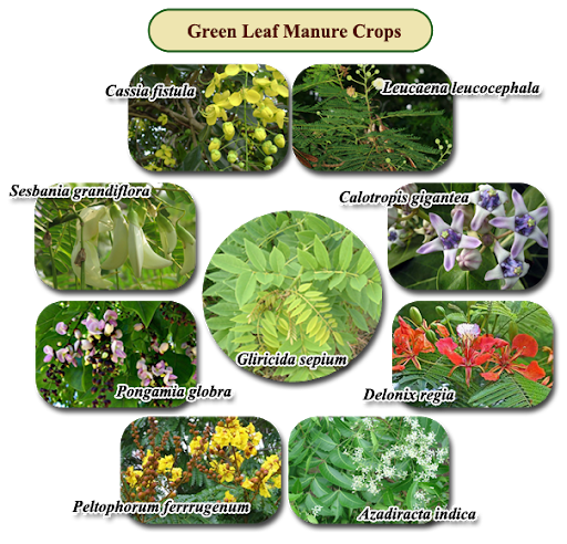 Understand Green leaf Manuring